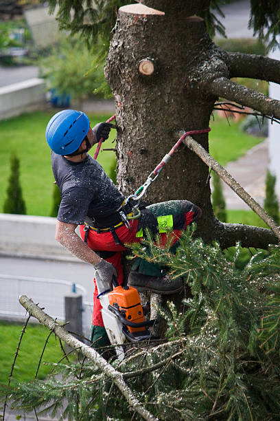  Alamo, GA Tree Removal Pros