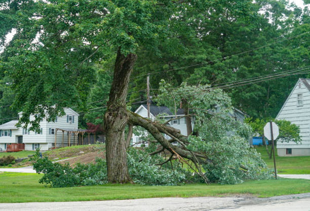 Best Fruit Tree Pruning  in Alamo, GA