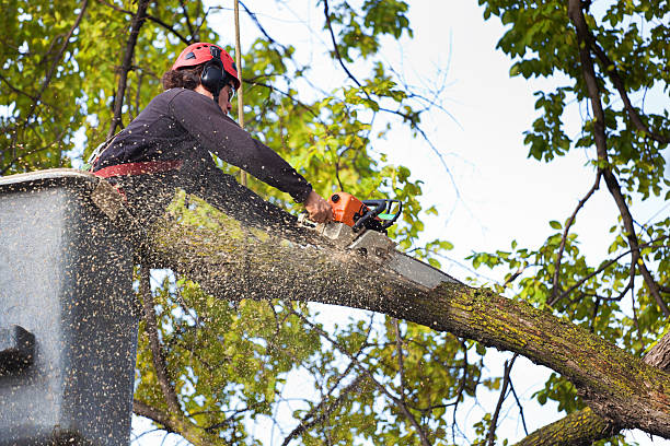 Best Tree Preservation Services  in Alamo, GA